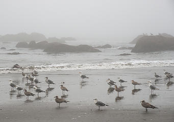 Seagulls on Third Beach