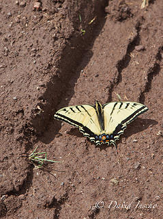 Oregon Swallowtail