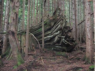 Gigantic Cedar Blowdown