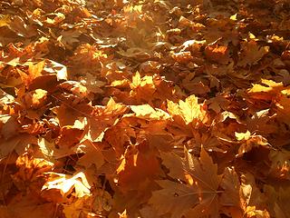 Alder Lake Park 102819 02