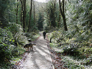 Lower trail leading to start of trails up West Tiger 3.