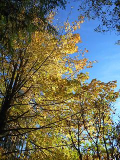 Alder Lake Park 102819 01