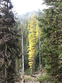 Framed larch