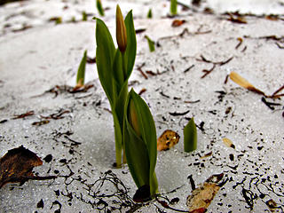 glacier lily or avalanche lily poking through the snow. 
Lk Eleanor trail to Grand Park MRNP 7/17/10