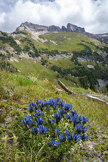 Gentians and Fortress