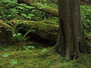 Tree and Fern in Moss
