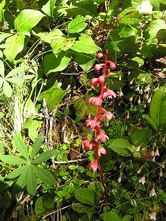 Pink Wintergreen