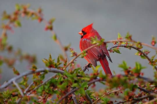 Cardinal