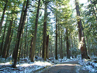 nice long walk in the woods