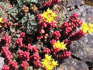 Broadleafed Stonecrop