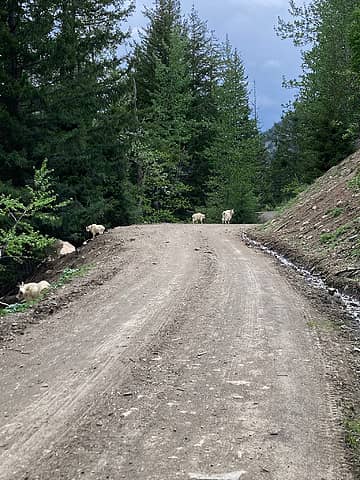 Goats on the Harts Pass road.