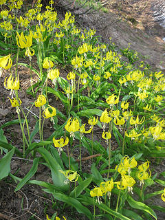 Glacier lily