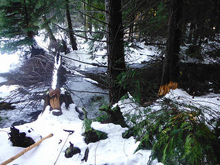 Beaver action near Lily Lake