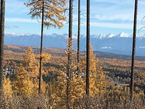 a not-great pic from the kimberley nordic center. 75% of trees appear to be larch.