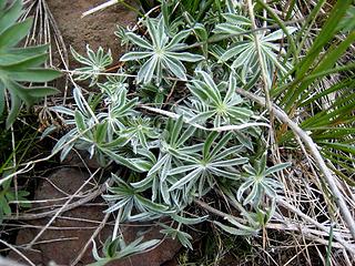 The state of the lupin