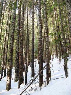 Good Trees for hiking