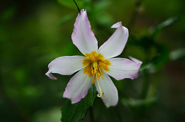 Avalanche Lily