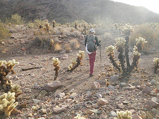 cholla