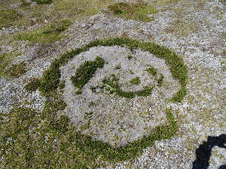 Smiley grass