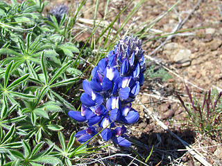 Lupine!