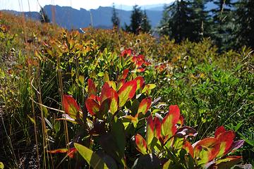 08:05 Leaves turning red already?