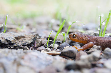 Newt headed for Satsop Lakes