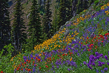 Lupines, Paintbrush and Balsamroot