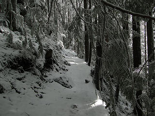 More snowy Mt. Si trail below 2 1/2 mile marker.