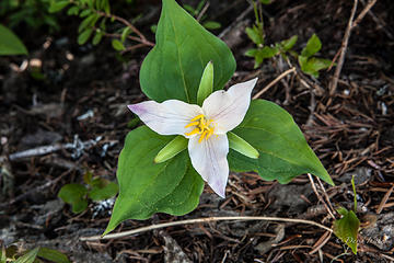 Trillium with a bit of magenta