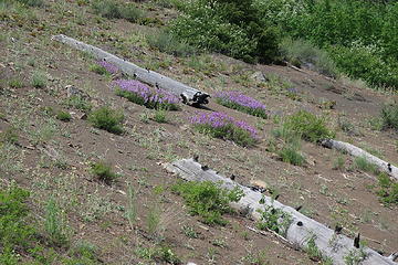 masses of penstemon