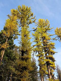 More tall larches