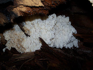 Another fungus under log.