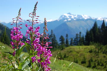 Mt. Shuksan from Church Mt. trail