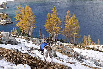 Hunting larches . . . furry critters are more our style