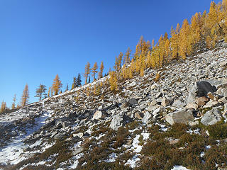 Larches en route to Saska Pass