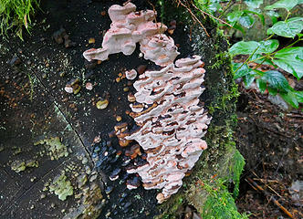 More fungi