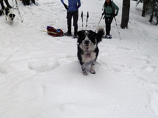 Good dog with a questionable one lurking in the background