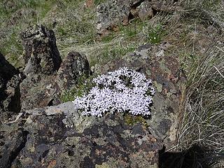 Phlox on a rock.