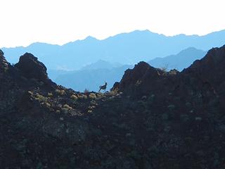 bighorn sheep