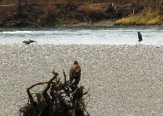 Three eagles by the bend in the Skagit between Rockport & Marblemount