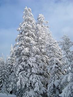 Sunlit Snowy Trees