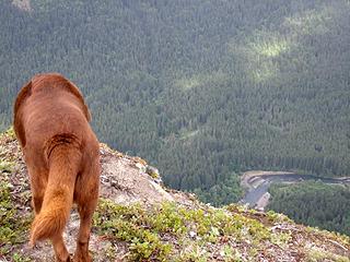 The Used Dog snuffling around on top.