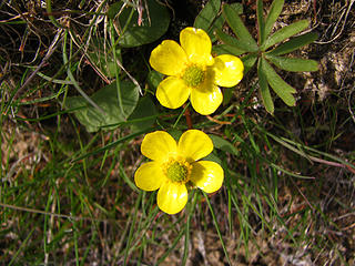 Sagebrush Buttercup