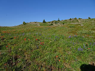 More wildflowers