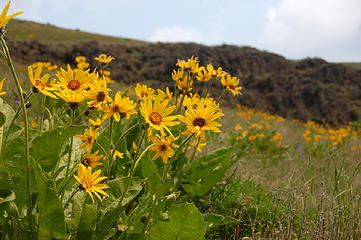 Spring in Black Canyon.