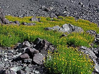 Scree sunflowers