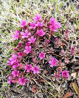 The melted-out areas were covered by these little flowers