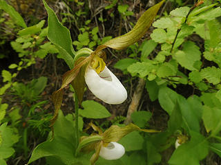 Mountain Lady's Slipper