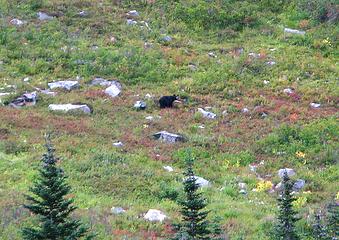 Berry-grazing Bear