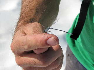 Todd helps a lost damselfly